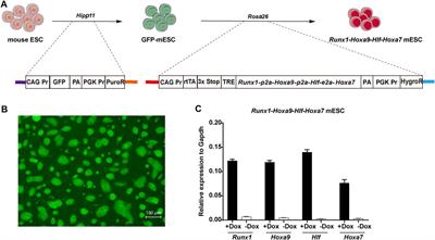 Co-Expression of Runx1, Hoxa9, Hlf, and Hoxa7 Confers Multi-Lineage Potential on Hematopoietic Progenitors Derived From Pluripotent Stem Cells